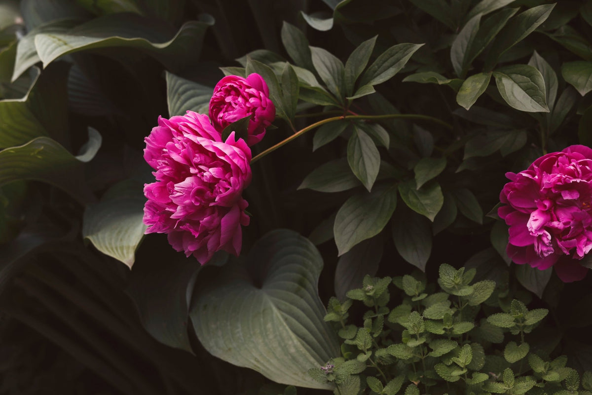 Florals - The Wear Test